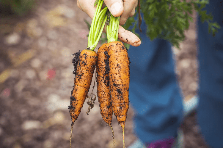 personne tenant des carottes